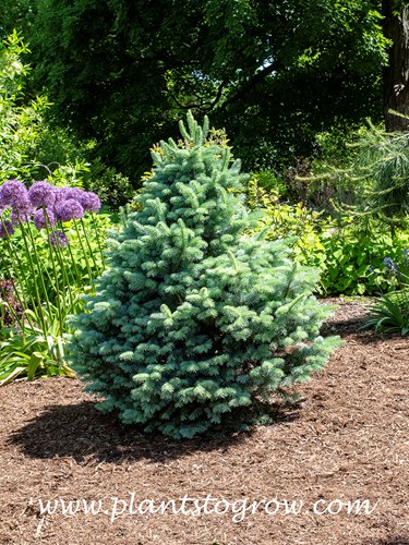 Blue Compact Rocky Mountain Fir (Abies lasiocarpa arizonica Glauca Compacta)